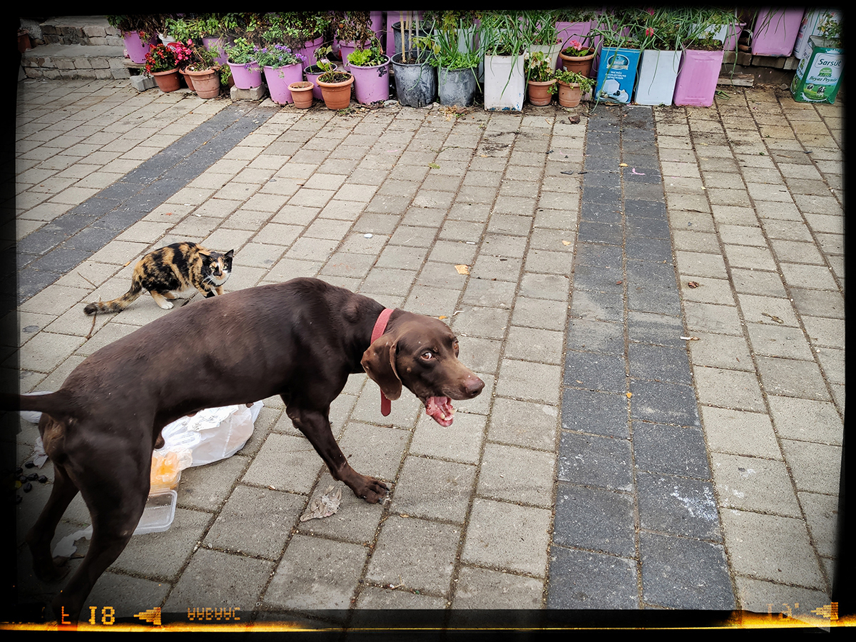 Mobile Photography