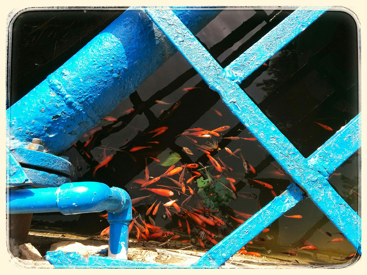 Mobile Photography