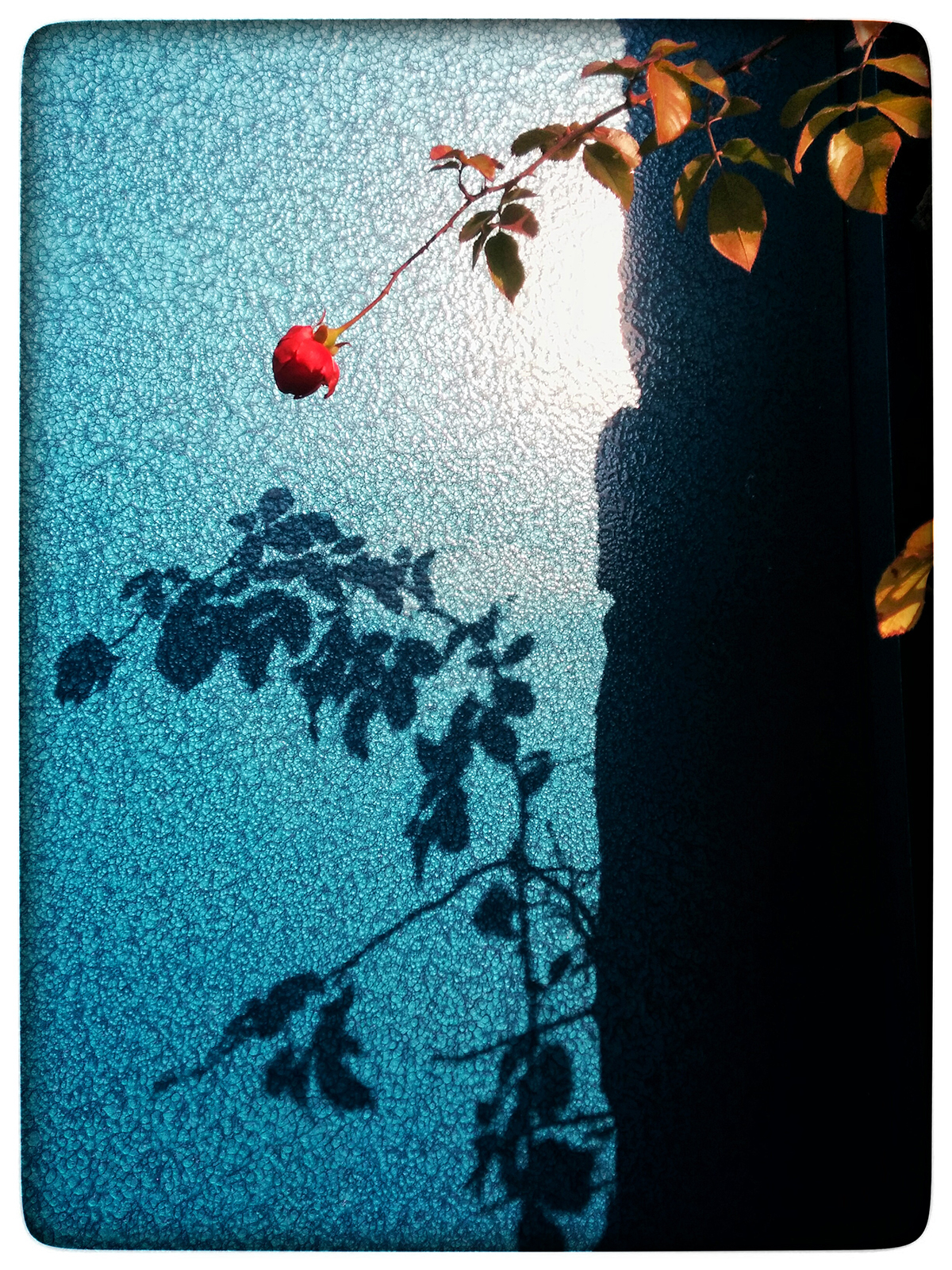 Mobile Photography